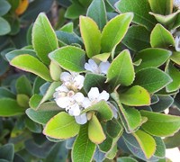 Yeddo Indian Hawthorn Picture