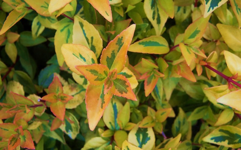 Abelia Kaleidoscope Picture