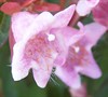 Ed Goucher Abelia