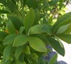 Yellow Anise