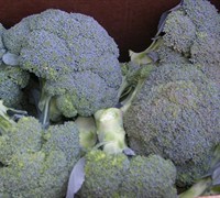 Calabrese Broccoli Picture