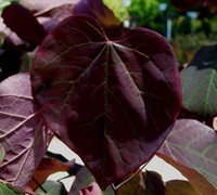 Forest Pansy Redbud Picture