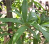 Willow Oak