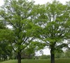 Willow Oak