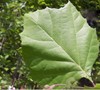 Sycamore