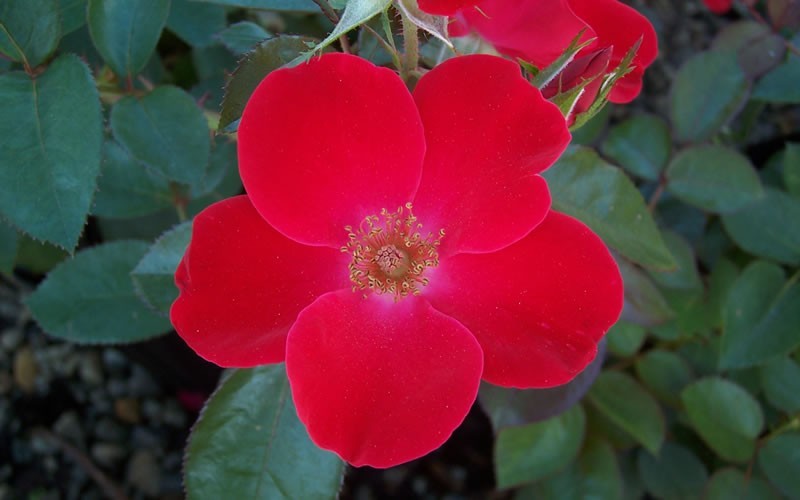 Home Run Rose Picture