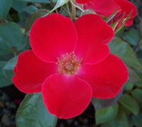 Home Run Rose Picture