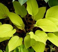 Fire Island Hosta Lily Picture