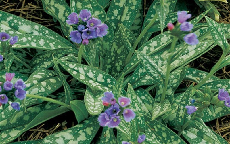 Pulmonaria