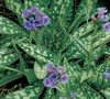Pulmonaria
