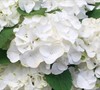 White Out Forever And Ever Hydrangea