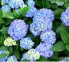 Forever And Ever Hydrangea