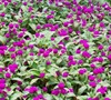 Buddy Purple Gomphrena