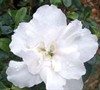 My white garden