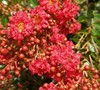 Razzle Dazzle Cherry Crape Myrtle