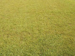 Chlorosis on Centipede Grass Chlorosis in Centipede Lawn