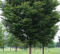 Green Vase Zelkova Tree Picture
