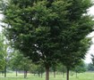 Green Vase Zelkova Tree