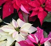 Poinsettia