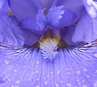 Feed Back Bearded Iris Picture