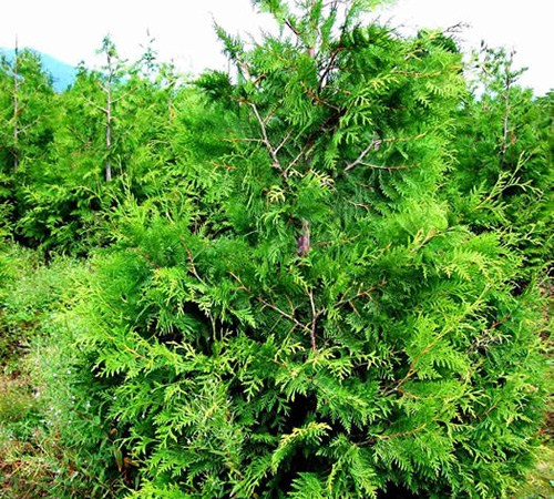 Green Giant Arborvitae