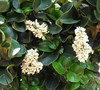 Curly Leaf Privet