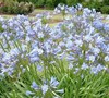 Blue Storm Agapanthus