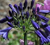 Elaine Agapanthus