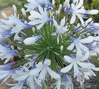 Queen Mum Agapanthus Picture