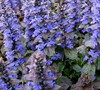 Bronze Beauty Ajuga