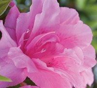 Autumn Carnation Encore Azalea Picture