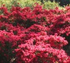 Autumn Cheer Encore Azalea