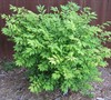 Dwarf Burning Bush