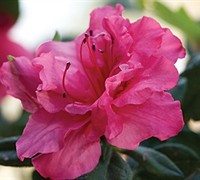 Autumn Rouge Encore Azalea Picture