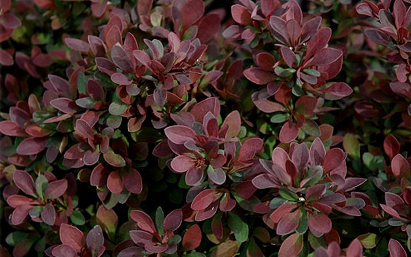 Royal Burgundy Barberry Picture