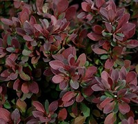 Royal Burgundy Barberry Picture