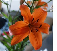 Picture of Alicia Berard