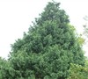 Irish Mint Leyland Cypress