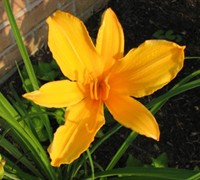 Aztec Gold Daylily Picture