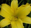 Happy Returns Daylilly