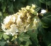 Dwarf Oakleaf Hydrangea 'Pee Wee'