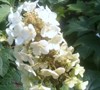 Dwarf Oakleaf Hydrangea 'Pee Wee'