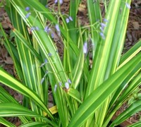 Golden Streak Dianella Picture