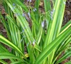 Golden Streak Dianella