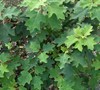 Dwarf Oakleaf Hydrangea 'Pee Wee'