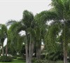 Foxtail Palm (Wodyetia Bifurcate)