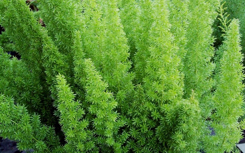 Foxtail Fern Picture
