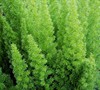 Foxtail Fern