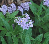 Azure Skies Heliotrope Picture
