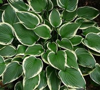 Francee Hosta Lily Picture